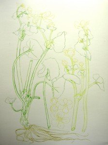 1404 New picture drawn on to posh paper