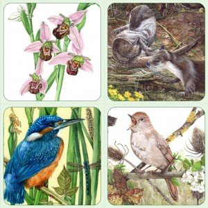 Boxed sets of 4 Acrylic Coasters made especially for The Friends of Paxton Pits to sell in the visitor shop.