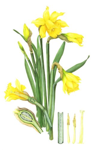 LIMITED EDITION FINE ART PRINT 0002 YELLOW DAFFODILS