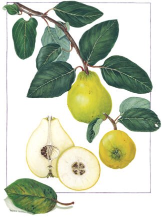 LIMITED EDITION FINE ART PRINT 0003 Golden Quince