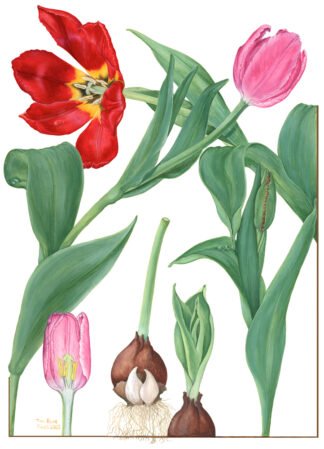 LIMITED EDITION FINE ART PRINT 0006 Tulip Story