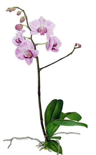 LIMITED EDITION FINE ART PRINT 0008 Pink Orchid (Phalaenopsis)
