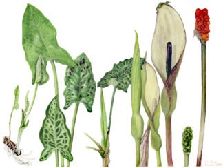 LIMITED EDITION FINE ART PRINT 0018 Cuckoo Pint Story