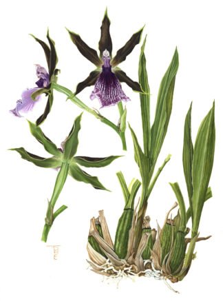 LIMITED EDITION FINE ART PRINT 0801 Brown Orchid (Zygopetalum)