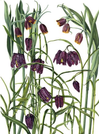 LIMITED EDITION FINE ART PRINT 0807 Fritillaries and Dewdrops