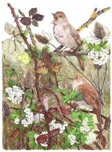 The Ladies are Listening. Specially painted for Paxton Pits Nature Reserve for the production of cards now sold in the Visitor Centre