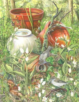 LIMITED EDITION FINE ART PRINT 1103 White Helleborines and Chiffchaffs