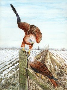 Red Kites by Watts Wood.