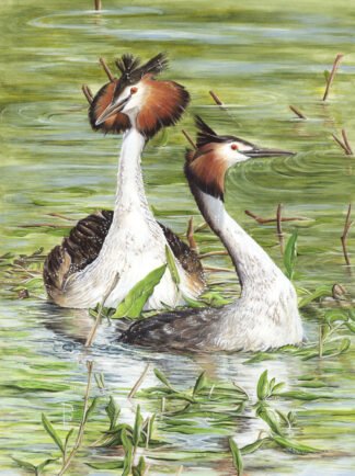 LIMITED EDITION FINE ART PRINT 1106 Pearly King and Queen (Great Crested Grebes)