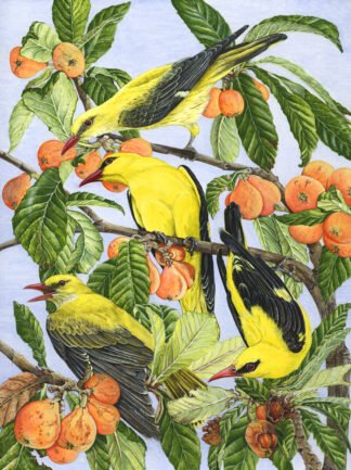 LIMITED EDITION FINE ART PRINT 1107 Canoodling in the Loquats (Golden Orioles)