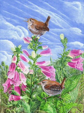 LIMITED EDITION FINE ART PRINT 1108 "Hmm, nice Trill!" (Wrens)