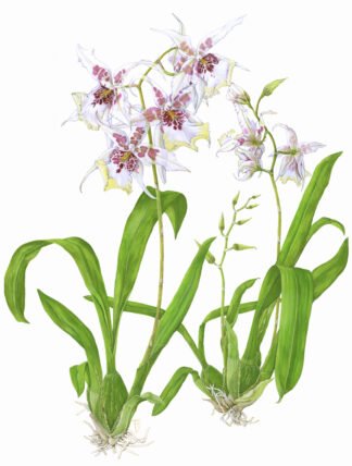 LIMITED EDITION FINE ART PRINT 1208 Beallara Orchid Tahoma Glacier green