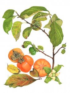 Persimmon Painting now SOLD