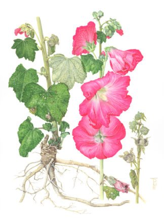 LIMITED EDITION FINE ART PRINT 1304 Alcea rosea Hollyhock
