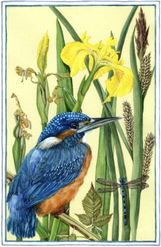 LIMITED EDITION FINE ART PRINT NS05 May Kingfisher