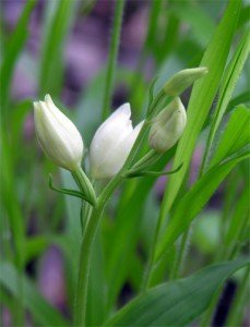 White Helleborine 3