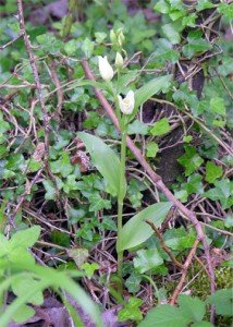White Helleborine 4