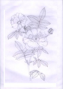 1307GallicRoseReverse