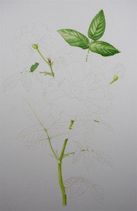 1307Progress2Web