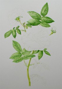 1307Progress4Web