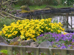 Flower mass in my neighbour's pond