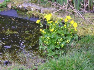 Flower mass in my little wild garden pond