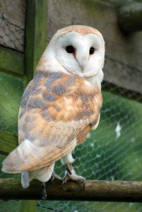 1514BarnOwlWEB