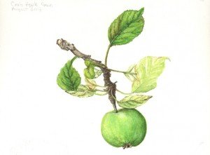 CrabAppleWeb