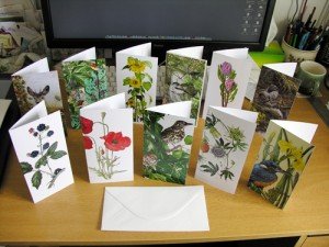 New Range: DL size Greetings Cards