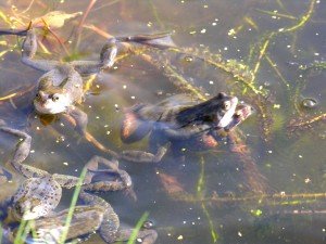 Frogs1Mar2014