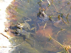 Frogs2Mar2014