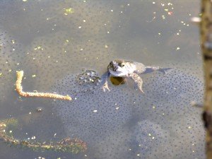 Frogs3Mar2014