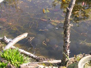 Frogs4Mar2014