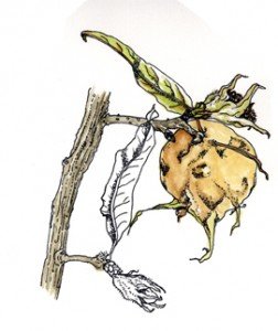 Medlar1