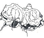 Medlar4