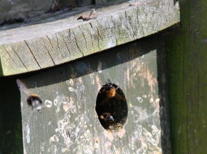 NEWSBumblebee2