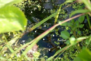 NEWSDRAGONFLY1