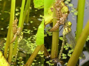 NEWSDragonfly3