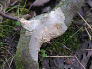 NewsUnidentifiedFungusWeb