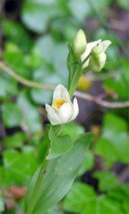 NewsWhiteHelleborine1