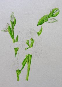 1410 Bee Orchids preliminary greens and whites