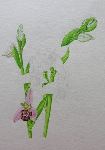 1410 Bee Orchids: adding a 'Bee' Flower