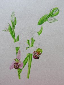 1410 Bee Orchid: working out and mixing the different greens of stem and flower
