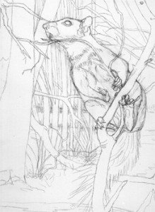 1503 Black Squirrels original sketch on canvas