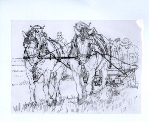 1517 The Art of Ploughing  1 (black heavy horses, Ploughing Championships 2013, Soham, Cambs)