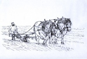 1518 The Art of Ploughing  2 (Suffolk Punch horses, Ploughing Championships 2013, Soham, Cambs)