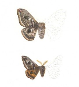 My life-size emperor Moths (half-done)