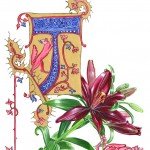 A Mauve Lily adorned this letter (0811)