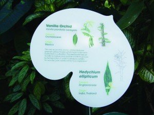 Marwell ID Card showing Vanilla Orchid