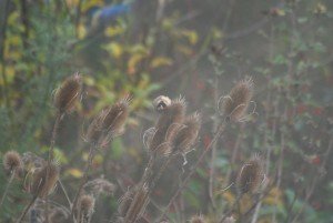 You can just see the Goldfinch at the teasel seeds, centre.